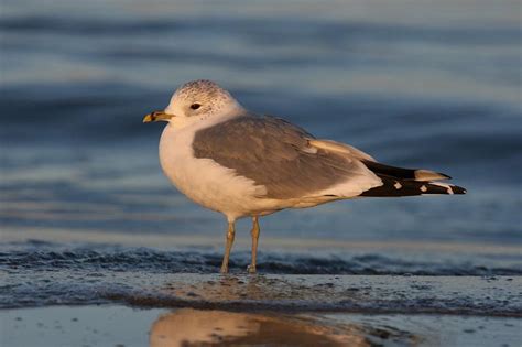 Common Gull - Larus canus - Linnaeus, 1758