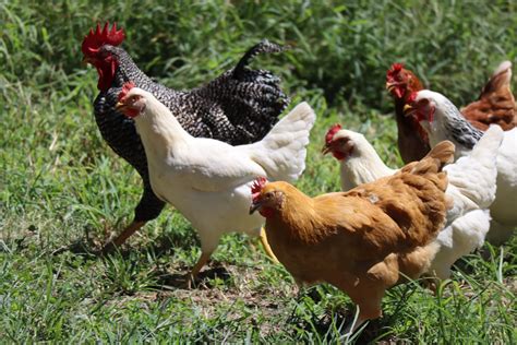 How to Use Chicken Manure as Fertilizer | Greener Ideal