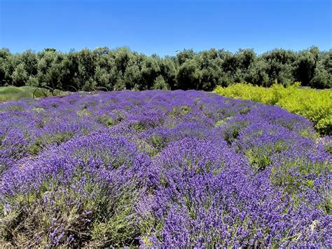 Lavender Fields at 123 Farm — California By Choice