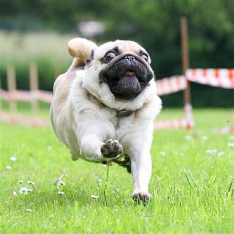 exercise stuff | Pug puppies, Cute pugs, Cute baby animals