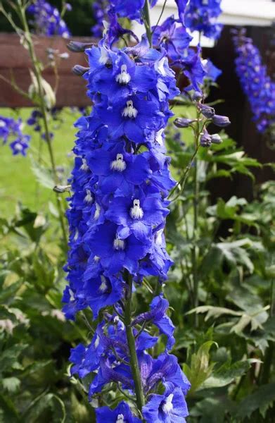 Bright blue delphinium flower — Stock Photo © Khludova #8867531