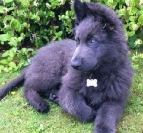 Blue German Shepherd Dogs: Traits, Characteristics, and More