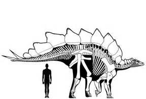 Stegosaurus - Everything Dinosaurs