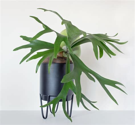 Staghorn Fern Care Guide | Just Houseplants