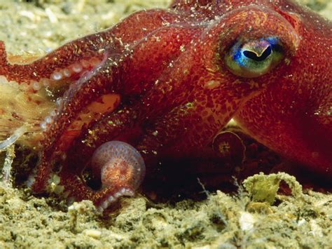 Giant Squid Habitat Facts | Bruin Blog