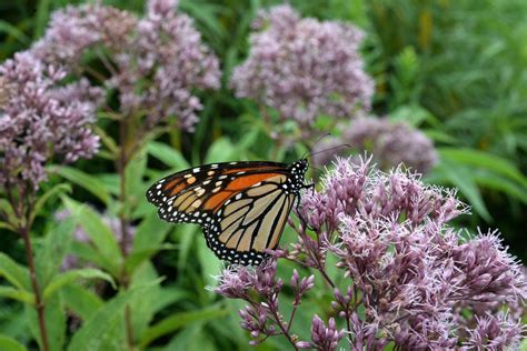 Celebrate Pollinator Week With These Adirondack Activities - New York ...