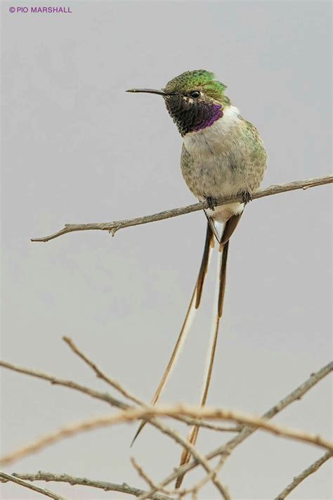 Picaflor de cora - Valle de Azapa, Región de Arica y Parinacota - Chile [Peruvian sheartail ...