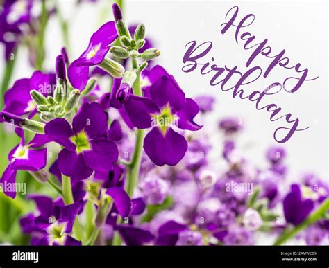 Happy Birthday with Beautiful Purple Flowers Stock Photo - Alamy