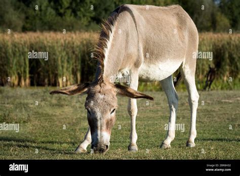 The gray donkey is grazing on the pasture in nature, donkey breeding ...