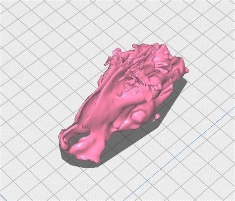 Nasal sinus free 3D model | CGTrader