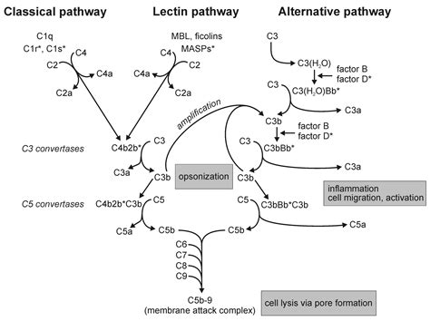 Complement Pathways: Types, Functions, Regulation • Microbe Online