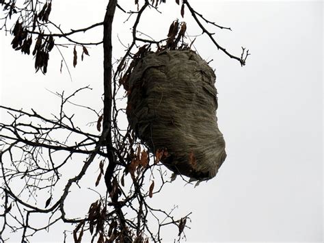 Paper Wasp nest - Greg Tellier - South Okanagan Naturalists' Club