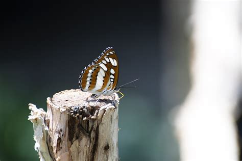 Butterfly Wings Antennae - Free photo on Pixabay