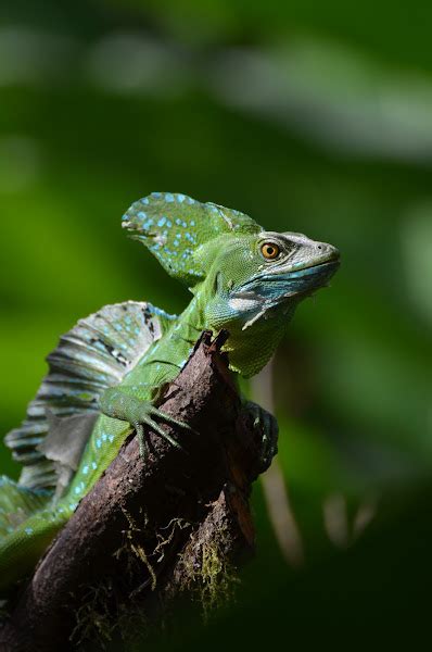 Plumed Basilisk Lizard | Project Noah