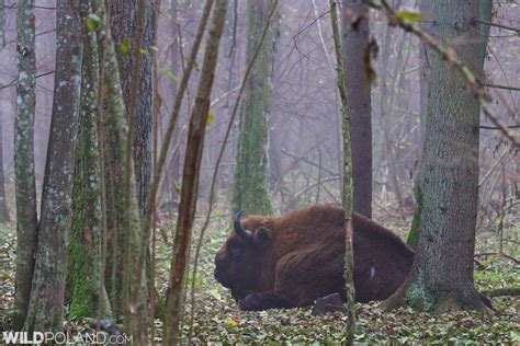 Bison Safari in the Białowieża Forest, Oct 2015 – Wild Poland