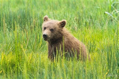 Grizzly Bear Cub Photo | Richard Wong Photography