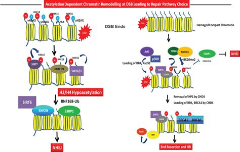 Frontiers | Histone acetylation dynamics in repair of DNA double-strand breaks