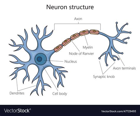 Neuron structure diagram medical science Vector Image