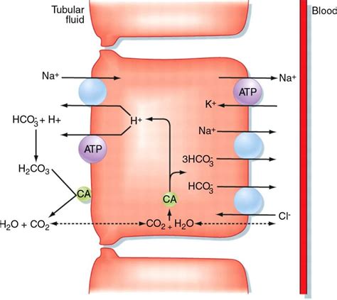 The Proximal Convoluted Tubule - Channels - TeachMePhysiology