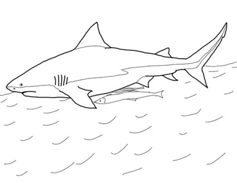 Bull Shark coloring page | Free Printable Coloring Pages