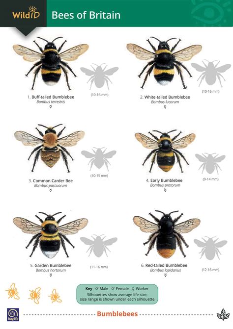 Identifying Honey Bees