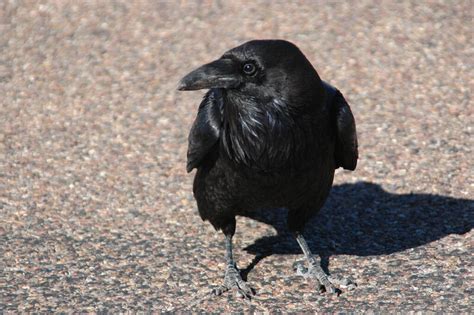 Crows Are Smart, But Are They Smart Enough to Fall in Love? - Atlas Obscura