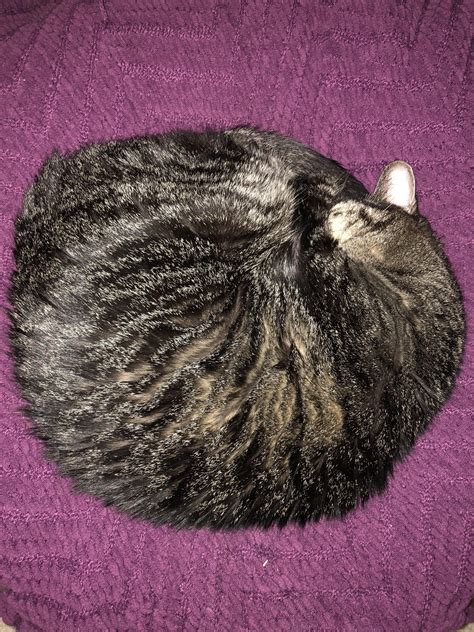 perfect cat bun : r/Catbun