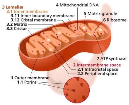 Biology for Kids: Cell Mitochondria