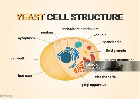 Yeast Cell Structure