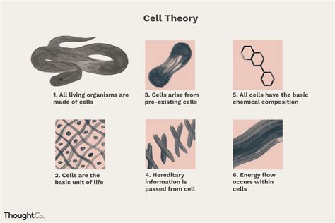 Cell Theory: A Core Principle of Biology