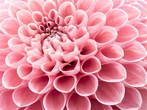 Pink dahlia - Photo Wallpaper