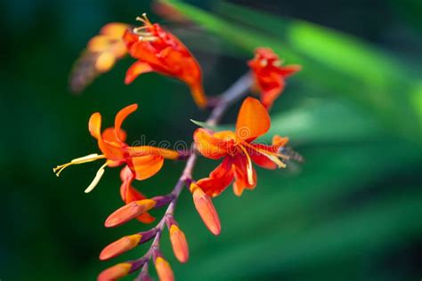 Flower of a Montbretia, Crocosmia Aurea Stock Image - Image of crocosmia, bright: 255393403