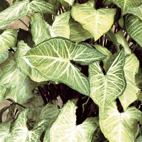 White Butterfly Syngonium 'White Butterfly' (Syngonium podophyllum) - MyGardenLife