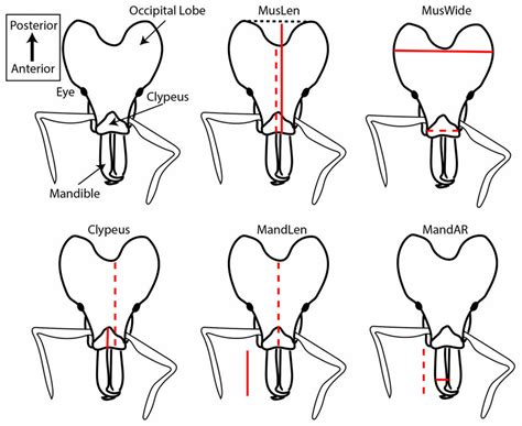 Sketches illustrating the five morphological traits used in this study.... | Download Scientific ...