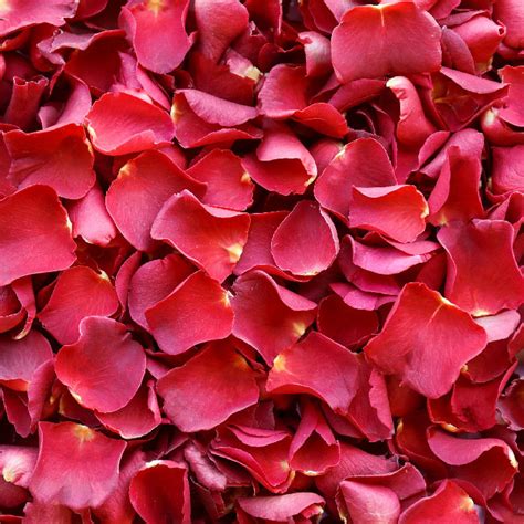 Romantic Red Rose Petals | Petals and Roses