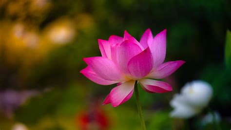 selective photography of pink Lotus flower #nature lotus Water Lily water Lily #petal #plant ...