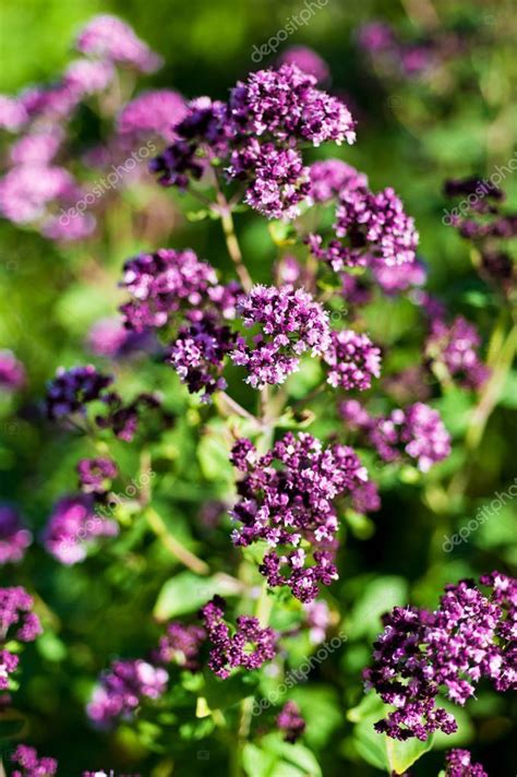 Fresh Herbs Flowers Oregano Garden - Stock Photo , #Aff, #Flowers, #Herbs, #Fresh, #Oregano #AD ...