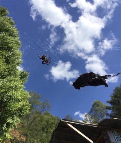 Bat stuck in a spider web. : r/natureismetal