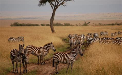 Lake Nakuru and Masai Mara Safari Kenya 4 days - Primate Excursion