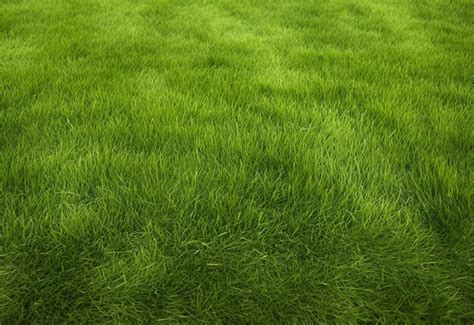 Premium AI Image | Lush Green Grass Texture Background