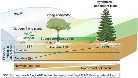 How do plant–soil–microbial interactions mediate vegetation dynamics?