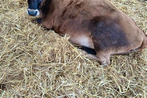 2 Organic Jersey In-Calf Dairy, Breeding Cows | SellMyLivestock - The Online Livestock Marketplace