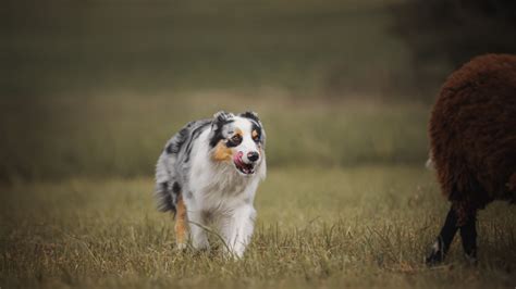 Herding Behaviors in Dogs (What You Need to Know) - PetHelpful