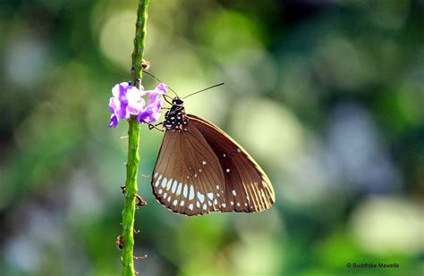 Lanka Nature Summary: Common Crow butterfly (Euploea core)