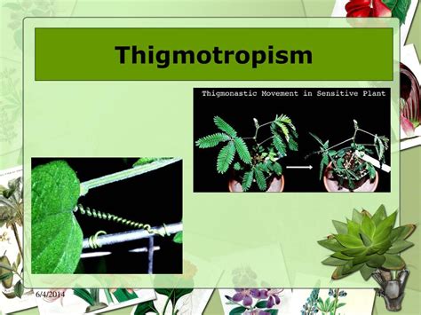 PPT - Plants PowerPoint Presentation, free download - ID:1001991