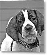 English Pointer Puppy Black And White Photograph by Susan Leggett