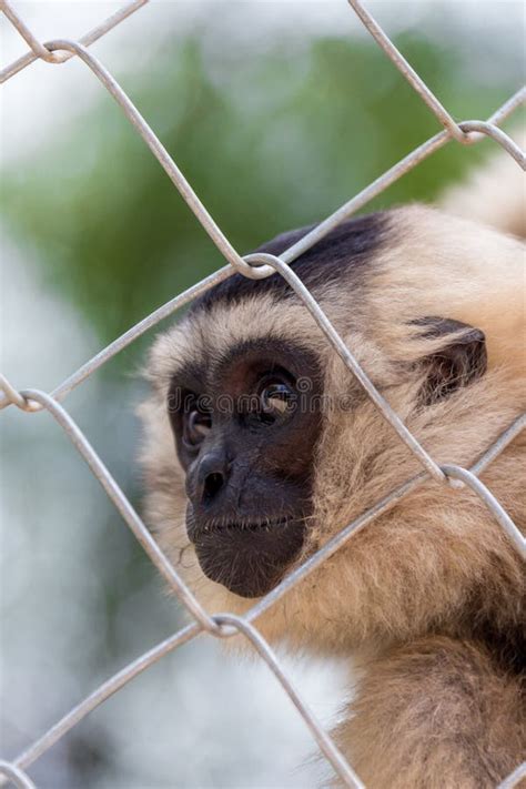 Gibbon in Zoo Cage,Beauty and Loveliness of Gibbons Stock Photo - Image of asia, face: 74520554