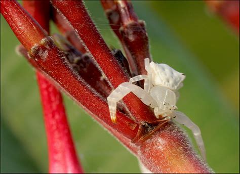 White Crab Spider.. by Firey-Sunset on DeviantArt