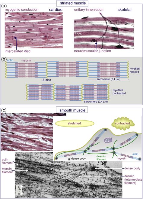 Histology of striated (cardiac and skeletal) and smooth muscle. (a ...