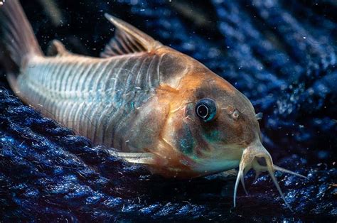 Corydoras eques | Cory Database